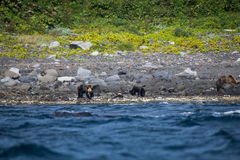 Ursus arctos lasiotus