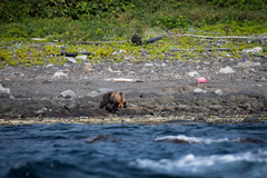 Ursus arctos lasiotus