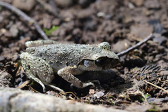 Leptobrachella ventripunctata