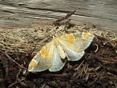Eulithis pyropata
