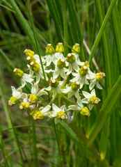 Xysmalobium involucratum