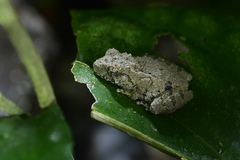 Raorchestes menglaensis