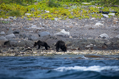 Ursus arctos lasiotus