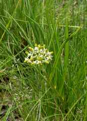 Xysmalobium involucratum