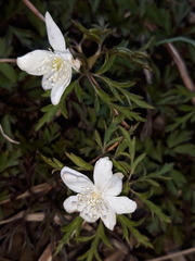 Anemonoides amurensis