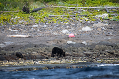 Ursus arctos lasiotus