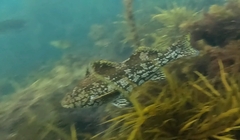 Aplodactylus arctidens