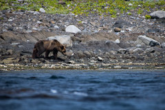Ursus arctos lasiotus