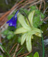 Pinguicula leptoceras