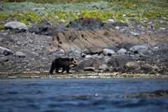 Ursus arctos lasiotus