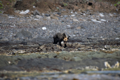 Ursus arctos lasiotus