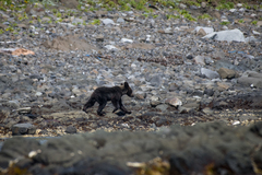 Ursus arctos lasiotus