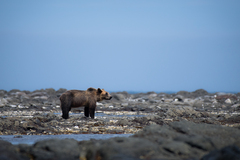 Ursus arctos lasiotus