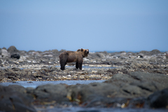 Ursus arctos lasiotus