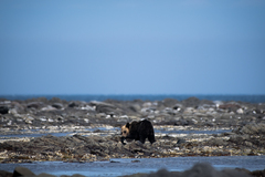 Ursus arctos lasiotus