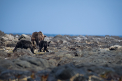 Ursus arctos lasiotus