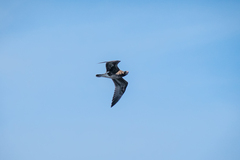Charadriiformes