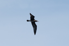 Charadriiformes