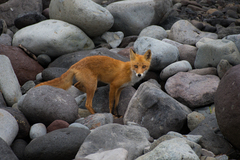 Vulpes vulpes schrencki