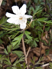 Anemonoides amurensis