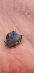 Hypselodoris bennetti
