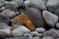 Vulpes vulpes schrencki