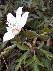 Anemonoides amurensis