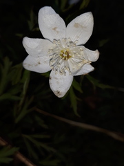 Anemonoides amurensis