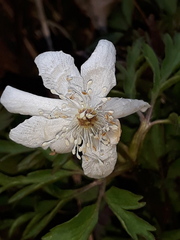 Anemonoides amurensis