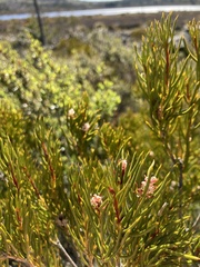 Orites acicularis