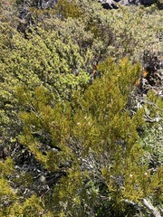 Orites acicularis