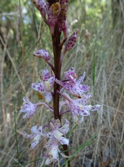 Dipodium pardalinum