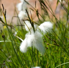 Eriophorum
