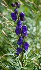 Aconitum napellus