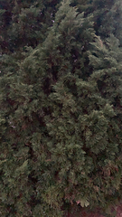 Cupressaceae