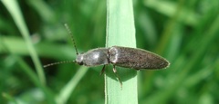 Athous haemorrhoidalis