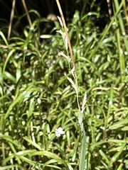 Glyceria declinata