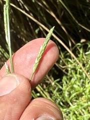 Glyceria declinata