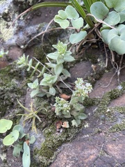 Crassula setulosa