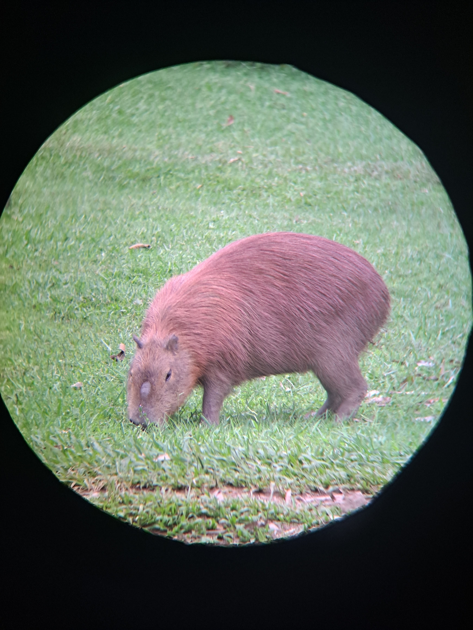 Hydrochoerus hydrochaeris (Linnaeus, 1766)