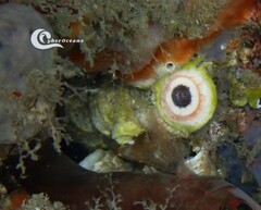 Serpula vermicularis