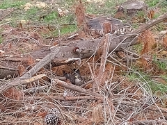 Falco novaeseelandiae