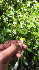 Cotula duckittiae