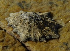 Scutellastra longicosta