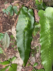 Deparia formosana
