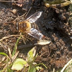 Eristalis himalayensis