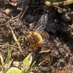 Eristalis himalayensis