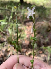 Caesia parviflora parviflora
