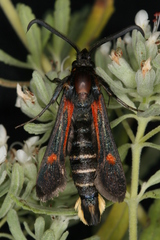 Bembecia stiziformis