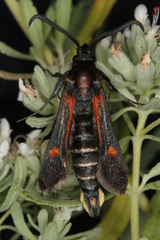 Bembecia stiziformis